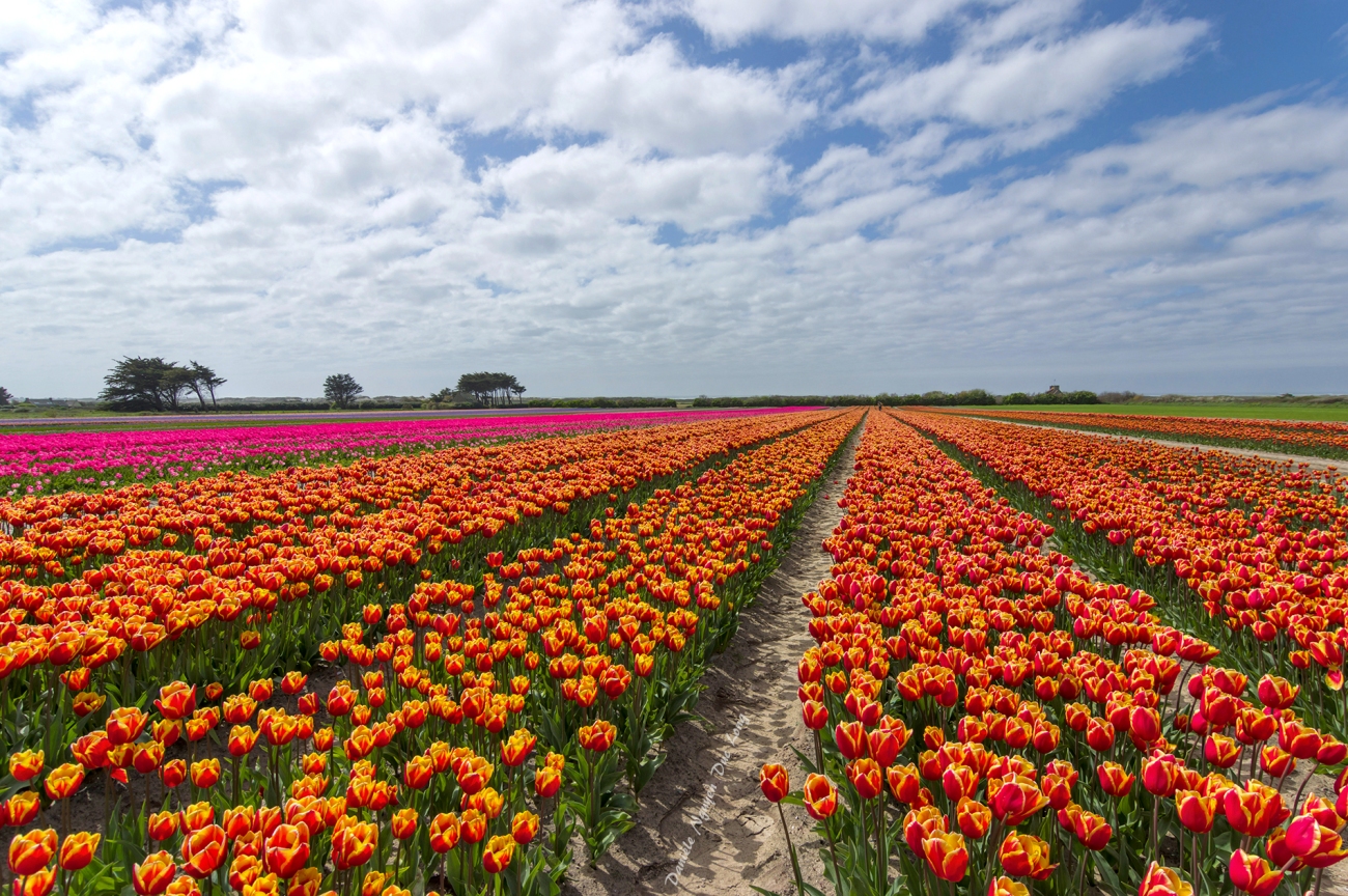 champs de tulipes à la Torche - Plomeur - Finistère - Bretagne
