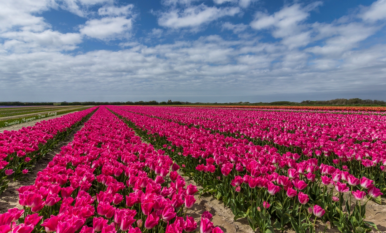 champs de tulipes à la Torche - Plomeur - Finistère - Bretagne
